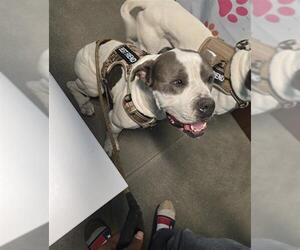 Staffordshire Bull Terrier-Unknown Mix Dogs for adoption in Houston, TX, USA