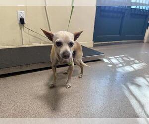 Chihuahua Dogs for adoption in Pasadena, CA, USA