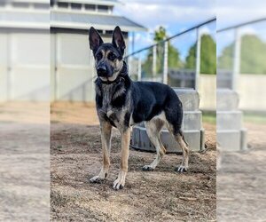 German Shepherd Dog Dogs for adoption in Sacramento, CA, USA