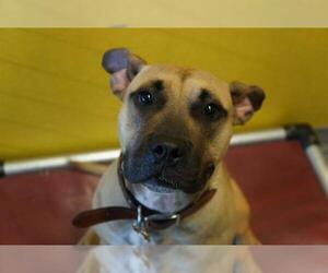 Bullboxer Pit Dogs for adoption in Norfolk, VA, USA