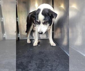 Border Collie-Unknown Mix Dogs for adoption in San Antonio, TX, USA