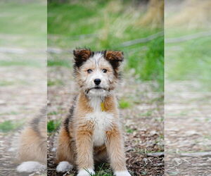 Mutt Dogs for adoption in Sandy, UT, USA