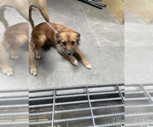 Mutt Dogs for adoption in Stockton, CA, USA