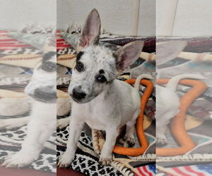 Australian Cattle Dog-Unknown Mix Dogs for adoption in Santa Rosa, CA, USA
