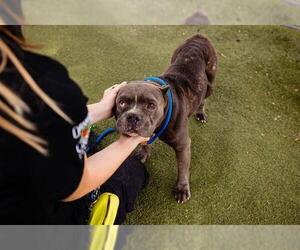 Mutt Dogs for adoption in Orlando, FL, USA