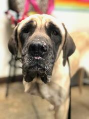 Mastiff Dogs for adoption in Columbus, GA, USA