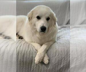 Great Pyrenees Dogs for adoption in Decatur, GA, USA