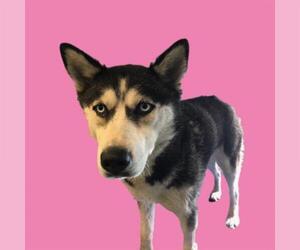 Siberian Husky Dogs for adoption in Long Beach, CA, USA