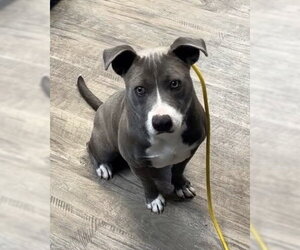 American Staffordshire Terrier-Staffordshire Bull Terrier Mix Dogs for adoption in Brewster, NY, USA