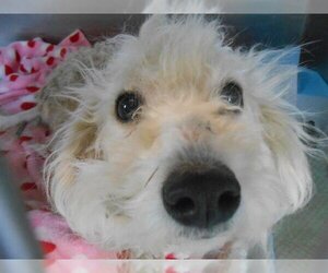 Petit Basset Griffon Vendeen Dogs for adoption in Orange, CA, USA