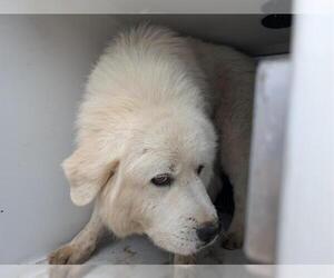 Great Pyrenees Dogs for adoption in Houston, TX, USA