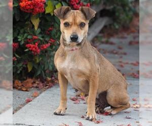 Meagle Dogs for adoption in Palo Alto, CA, USA
