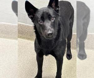 German Shepherd Dog-Unknown Mix Dogs for adoption in Las Vegas, NV, USA