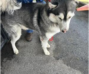 Siberian Husky Dogs for adoption in Houston, TX, USA