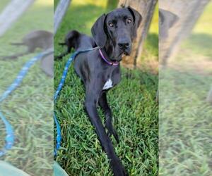 Great Dane Dogs for adoption in Royal Palm Beach, FL, USA
