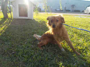 Medium Photo #1 Dachshund Puppy For Sale in Rosenberg, TX, USA