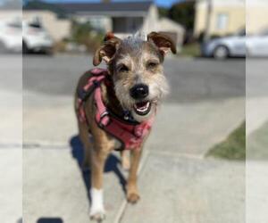 Irish Terrier-Unknown Mix Dogs for adoption in Long Beach, CA, USA