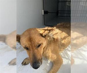 German Shepherd Dog-Unknown Mix Dogs for adoption in Houston, TX, USA