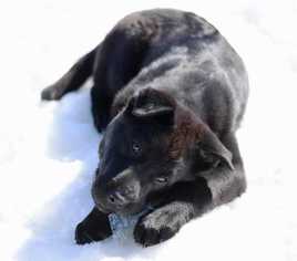 Chinese Shar-Pei-Labrador Retriever Mix Dogs for adoption in Dodson, MT, USA