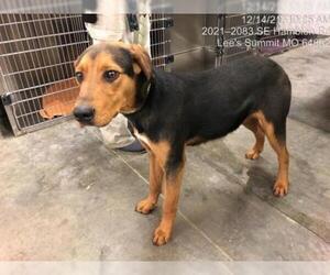 Black and Tan Coonhound Dogs for adoption in Lee's Summit, MO, USA