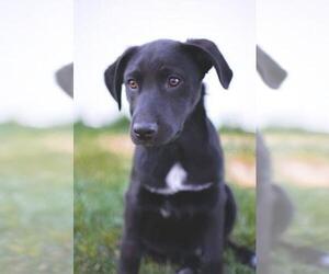 Sheprador Dogs for adoption in Sandy, UT, USA