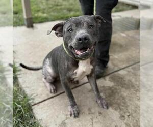 American Pit Bull Terrier Dogs for adoption in Modesto, CA, USA