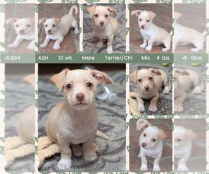 Chihuahua-Unknown Mix Dogs for adoption in Mesa, AZ, USA