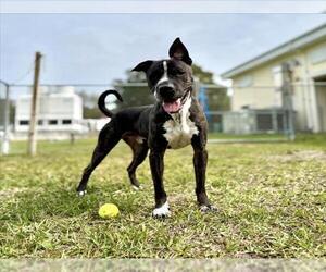 American Pit Bull Terrier-Unknown Mix Dogs for adoption in Vero Beach, FL, USA