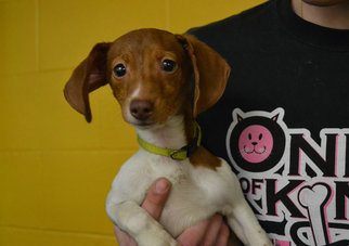 Chiweenie Dogs for adoption in Akron, OH, USA
