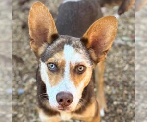 Huskies -Unknown Mix Dogs for adoption in Yardley, PA, USA
