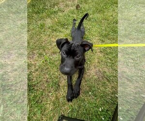Mutt Dogs for adoption in Lancaster, PA, USA