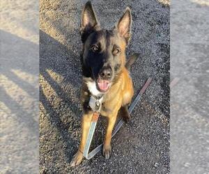 Mutt Dogs for adoption in Santa Barbara, CA, USA