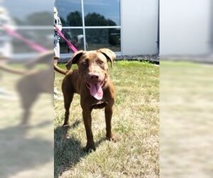 Labrador Retriever-Unknown Mix Dogs for adoption in Oskaloosa, IA, USA