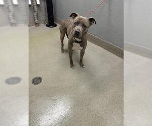 American Pit Bull Terrier-Unknown Mix Dogs for adoption in Las Vegas, NV, USA