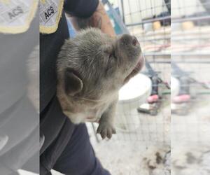 Mutt Dogs for adoption in San Antonio, TX, USA