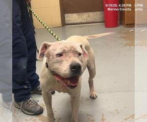 American Pit Bull Terrier-Unknown Mix Dogs for adoption in Ocala, FL, USA