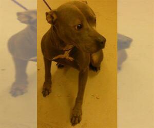 Mutt Dogs for adoption in Sanford, FL, USA