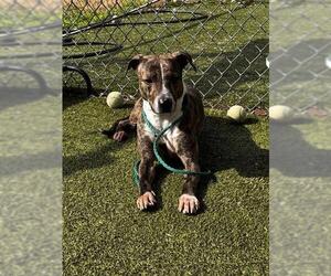 Labrador Retriever-Unknown Mix Dogs for adoption in Pasadena, TX, USA
