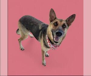 German Shepherd Dog Dogs for adoption in Bakersfield, CA, USA