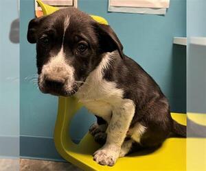 American Staffordshire Terrier-German Shepherd Dog Mix Dogs for adoption in Houston, TX, USA