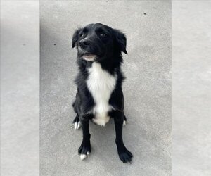 Border Collie Dogs for adoption in Lee's Summit, MO, USA