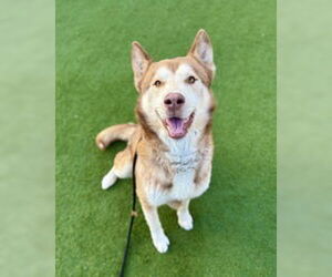 Siberian Husky Dogs for adoption in Salinas, CA, USA