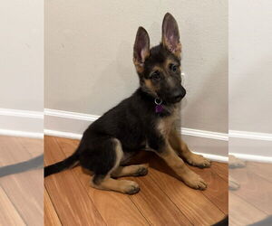 German Shepherd Dog Dogs for adoption in Mundelein, IL, USA