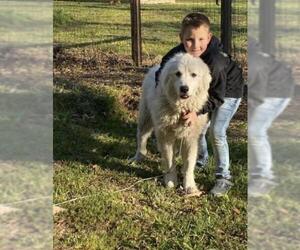 Great Pyrenees Dogs for adoption in Alexandria, VA, USA