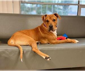 Great Dane-Unknown Mix Dogs for adoption in Brewster, MA, USA