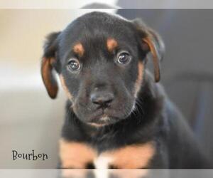 Small Black and Tan Coonhound-Labrador Retriever Mix