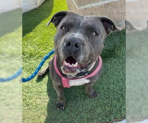American Staffordshire Terrier-Unknown Mix Dogs for adoption in Ventura, CA, USA