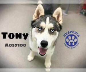 Siberian Husky Dogs for adoption in HESPERIA, CA, USA