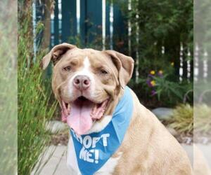 American Staffordshire Terrier Dogs for adoption in Pacific Grove, CA, USA