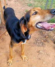 Treeing Walker Coonhound Dogs for adoption in Rutherfordton, NC, USA